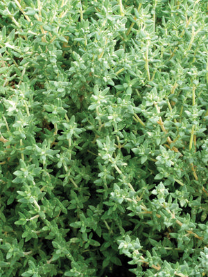 GERMAN/WINTER-THYME