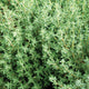 GERMAN/WINTER-THYME