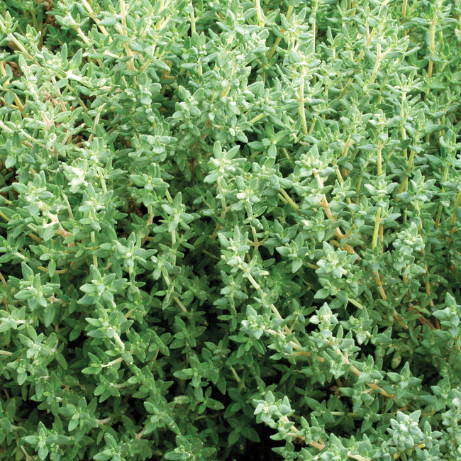 GERMAN/WINTER-THYME