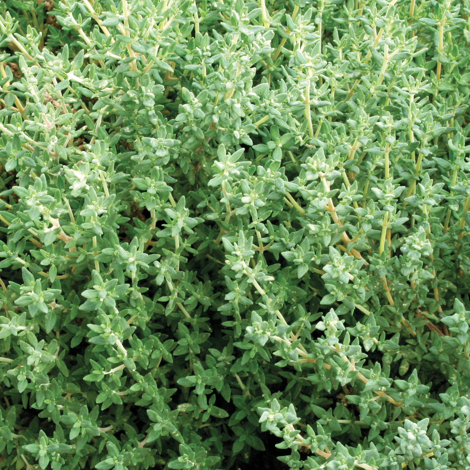 German/Winter Thyme Seed Territorial Seed