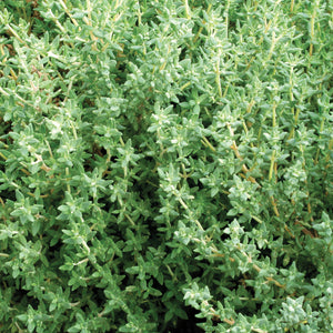 GERMAN/WINTER-THYME