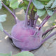 DELICACY PURPLE-KOHLRABI