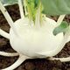BEAS-KOHLRABI