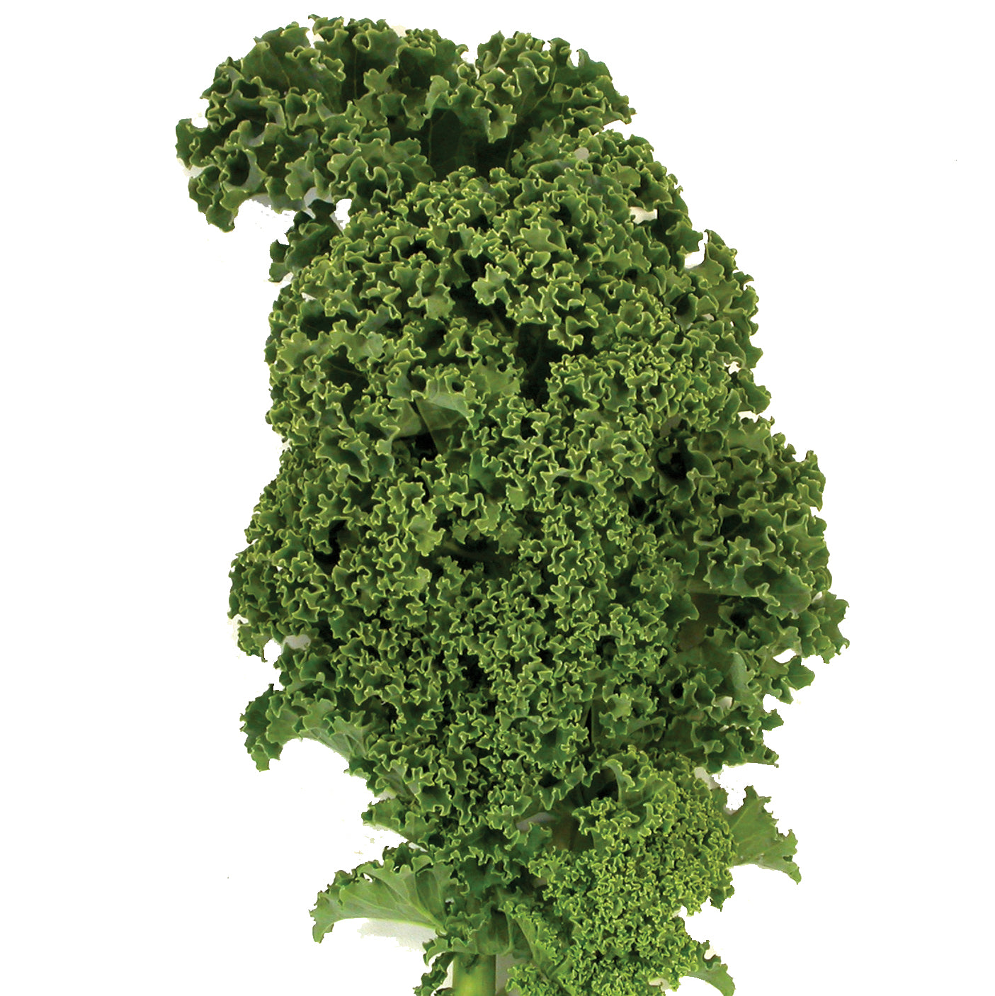 Winterbor Kale Seed Territorial Seed