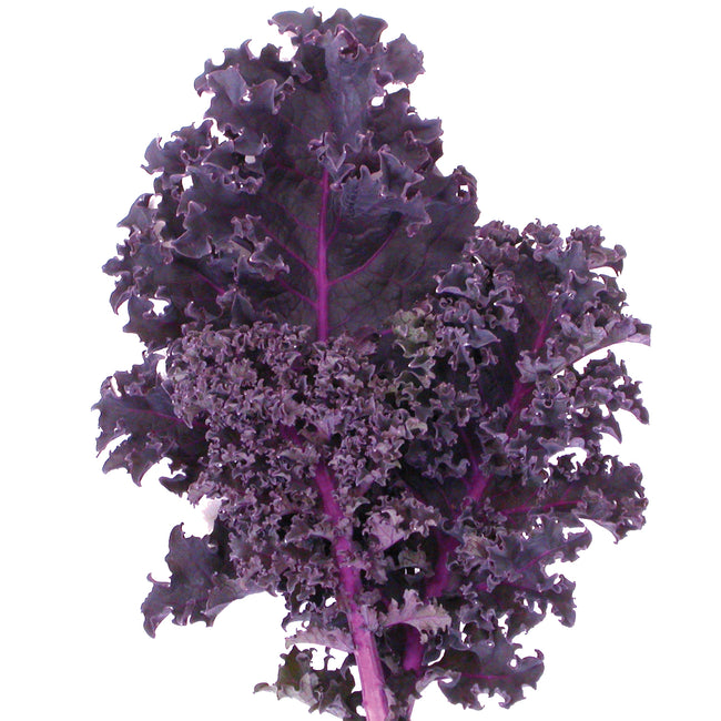 REDBOR-KALE