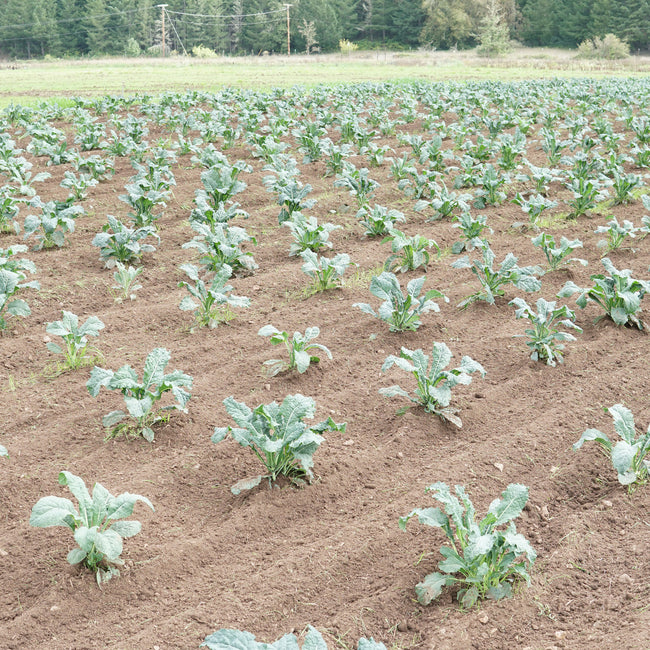 NERO DI TOSCANA-KALE