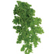DWARF GREEN CURLED-KALE
