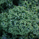 DWARF GREEN CURLED-KALE