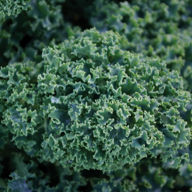 DWARF GREEN CURLED-KALE