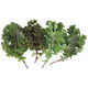 RED KALE BLEND-KALE