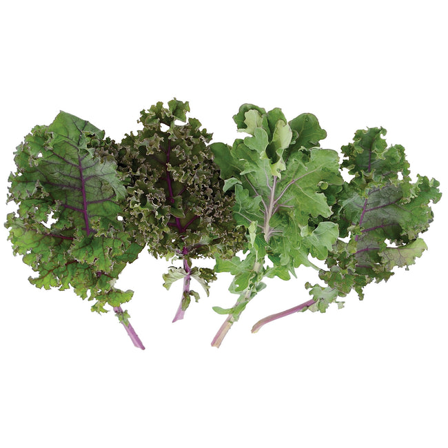 RED KALE BLEND-KALE