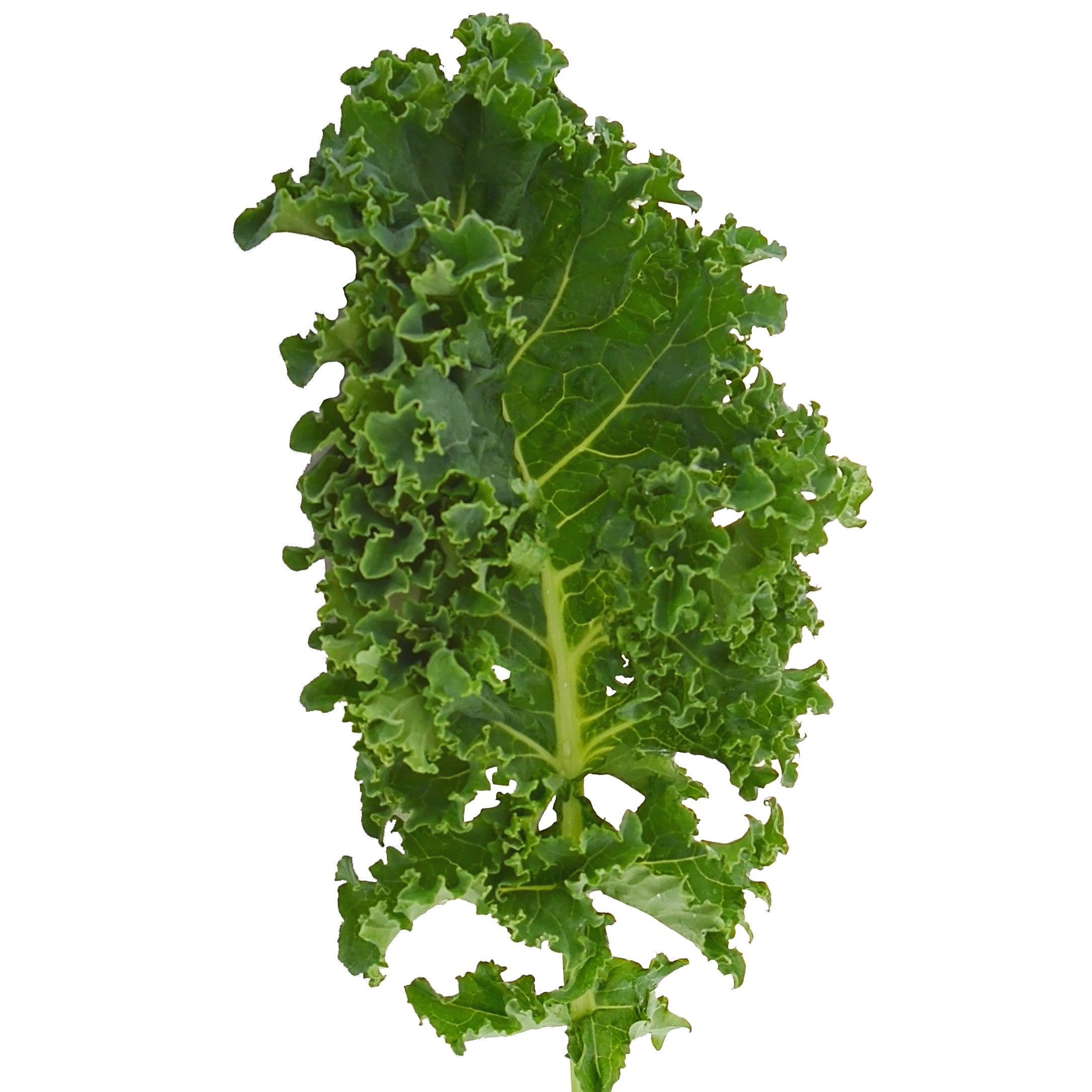 Territorial Seed Company Darkibor Kale - Thumbnail 2