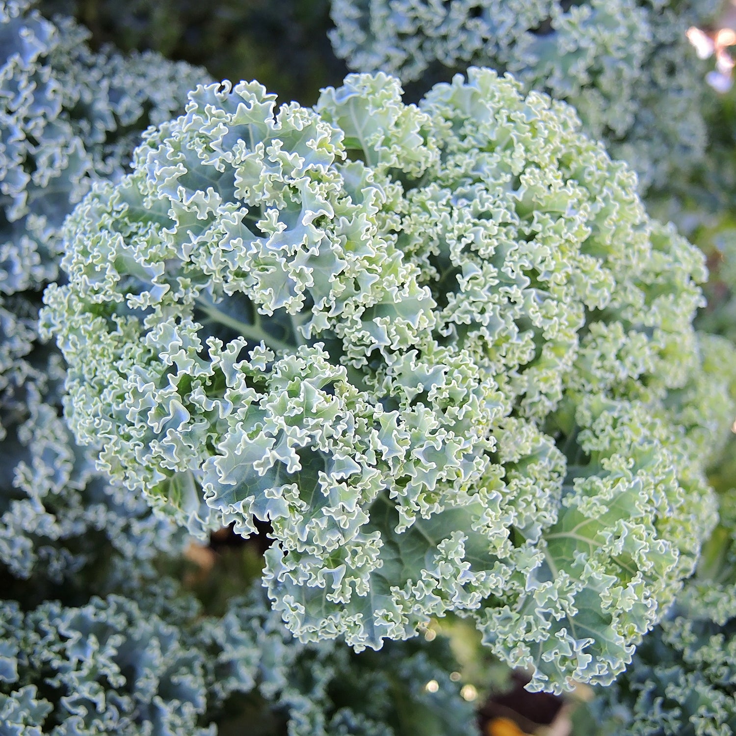 Territorial Seed Company Darkibor Kale