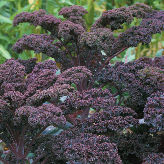 SCARLET-KALE