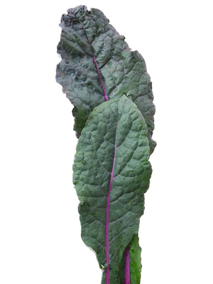DAZZLING BLUE-KALE