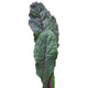 DAZZLING BLUE-KALE
