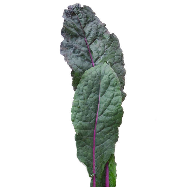 DAZZLING BLUE-KALE