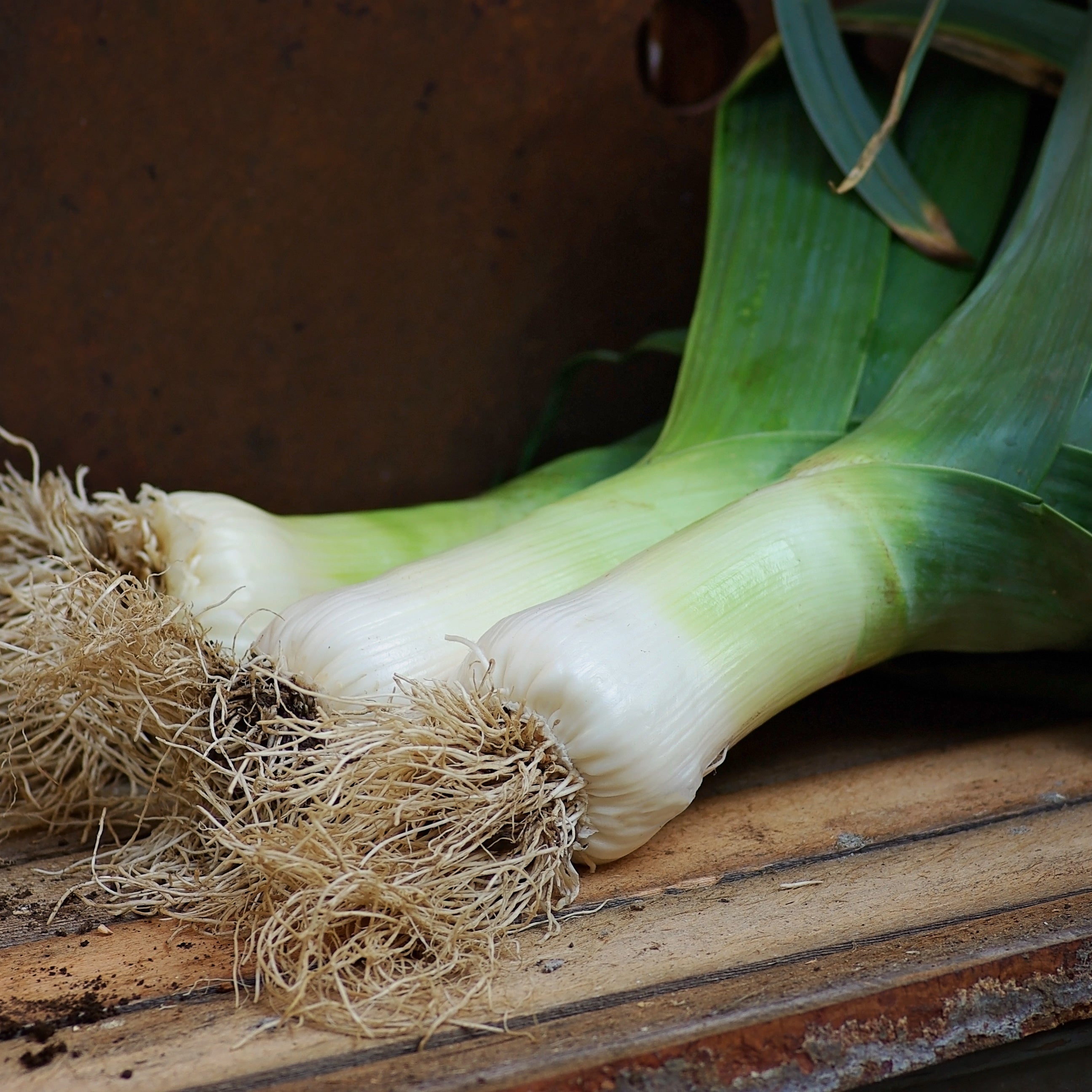 Territorial Seed Company Musselburgh Leek - Thumbnail 2