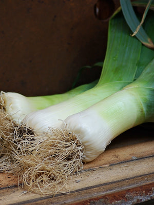 GIANT MUSSELBURGH-LEEK