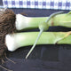 GIANT MUSSELBURGH-LEEK