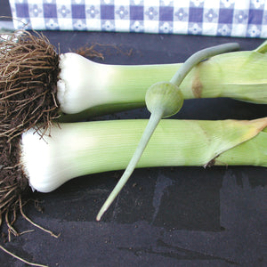 GIANT MUSSELBURGH-LEEK