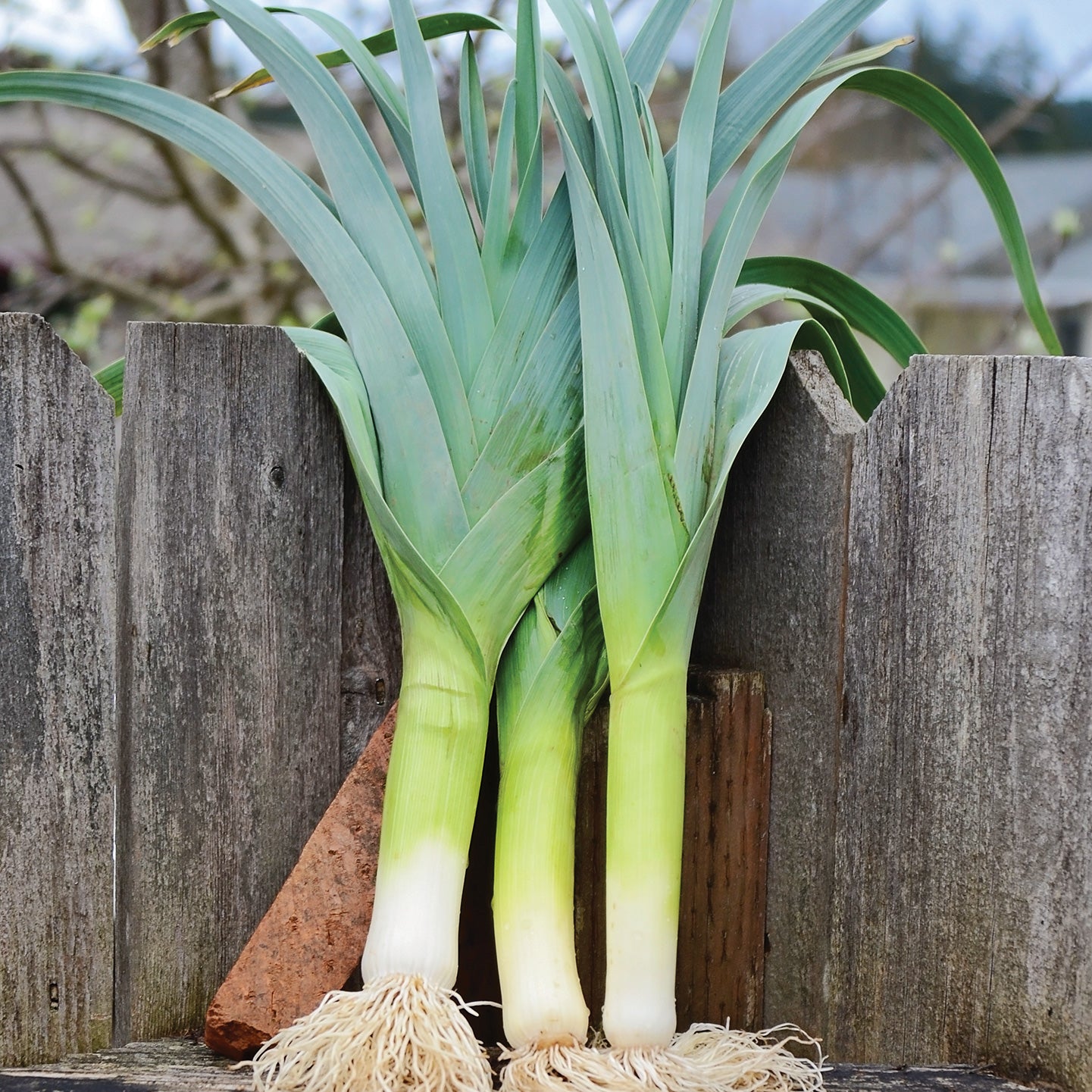Bandit Leek Seed | ORGANIC SEED / 1/4 gram | Territorial Seed