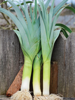 BANDIT-LEEK