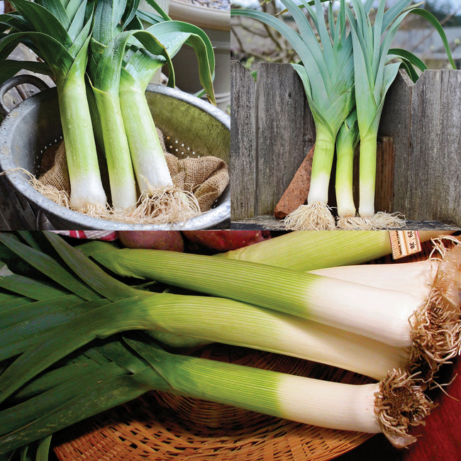 LEEK SUCCESSION-LEEK