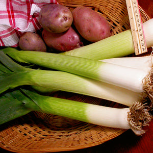 TADORNA-LEEK