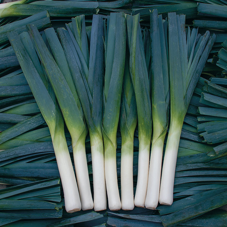 Oslo Organic Leek | ORGANIC SEED / 1/8 gram | Territorial Seed
