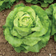 SYLVESTA LETTUCE