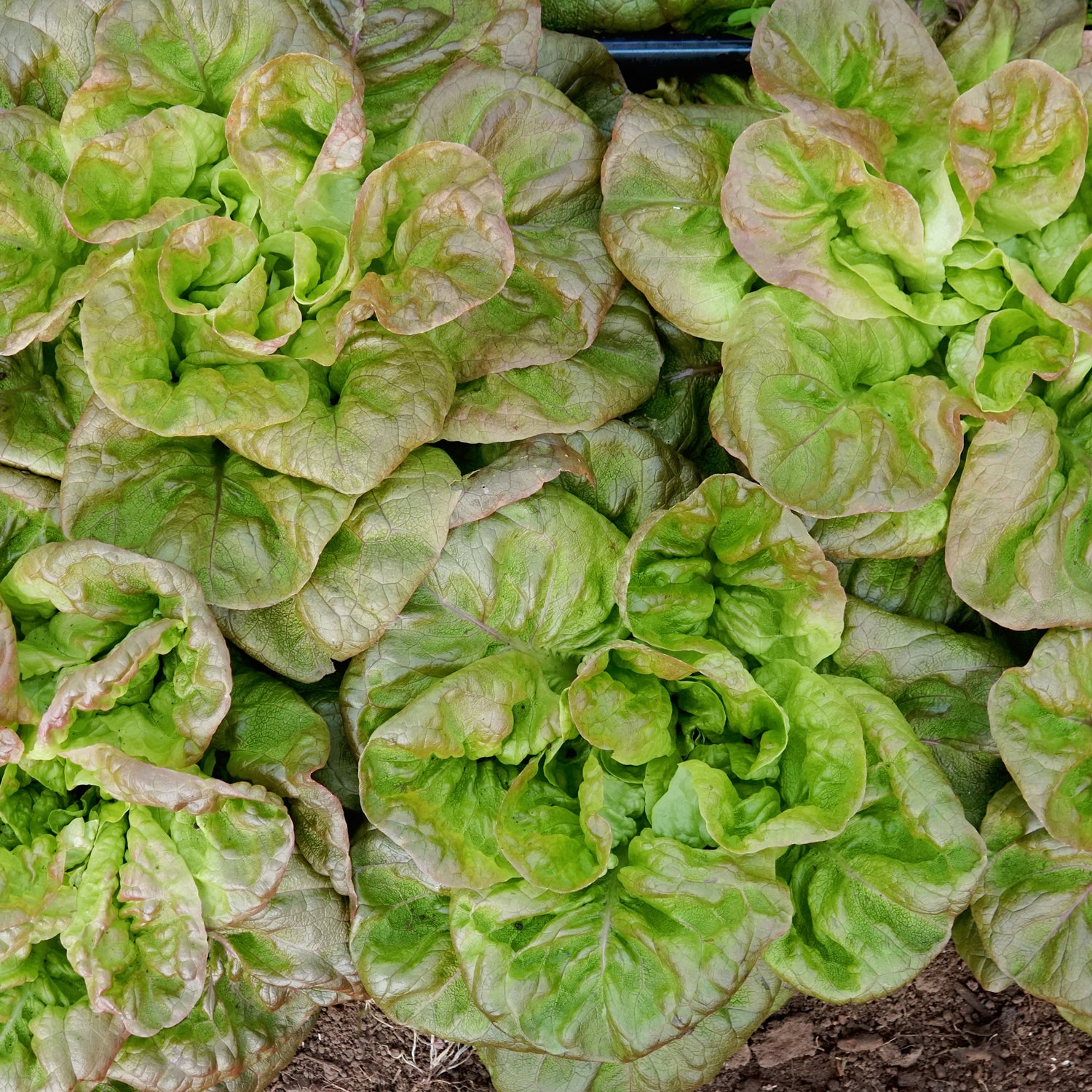 Winter Brown Lettuce - Thumbnail 2