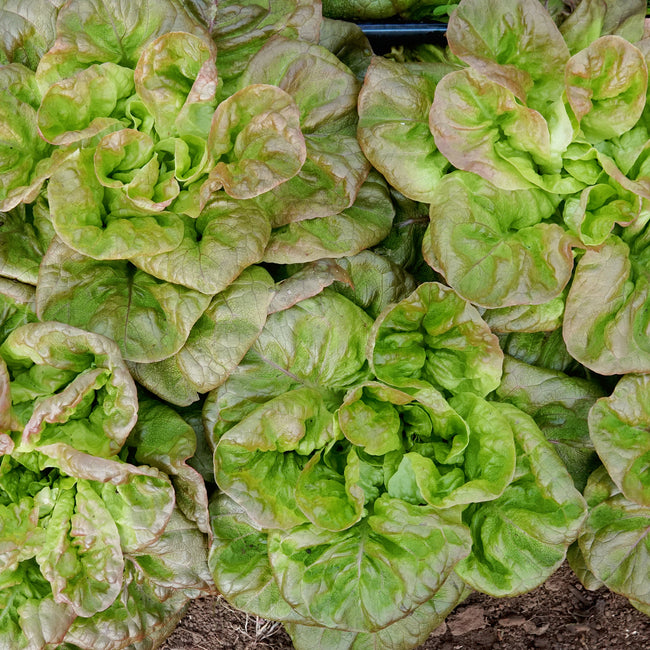 WINTER BROWN-LETTUCE