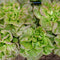 WINTER BROWN-LETTUCE