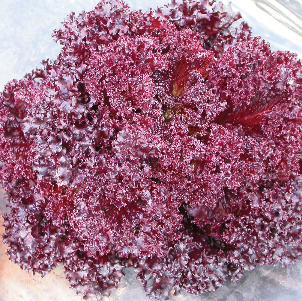 Revolution Lettuce Seed | ORGANIC SEED / 1/2 ounce | Territorial Seed