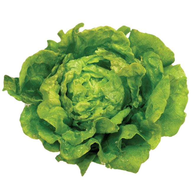 TOM THUMB-LETTUCE