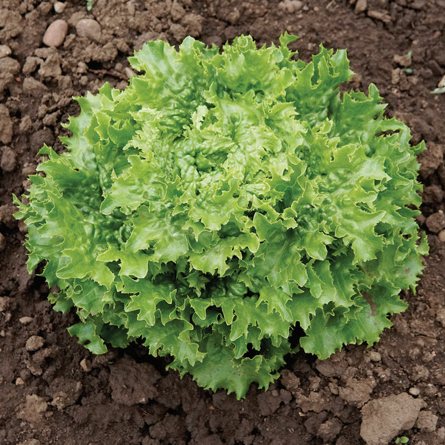 Loma Lettuce