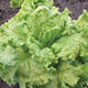 SIMPSON ELITE-LETTUCE