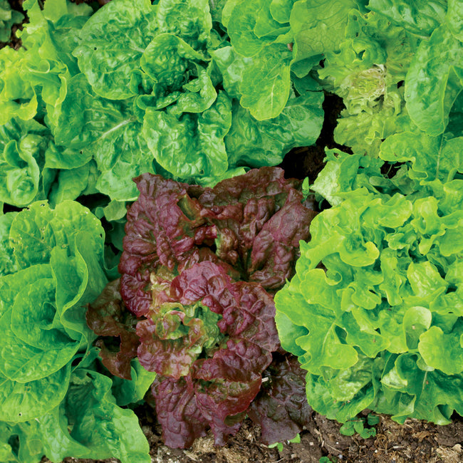 SUPER GOURMET SALAD BLEND-LETTUCE