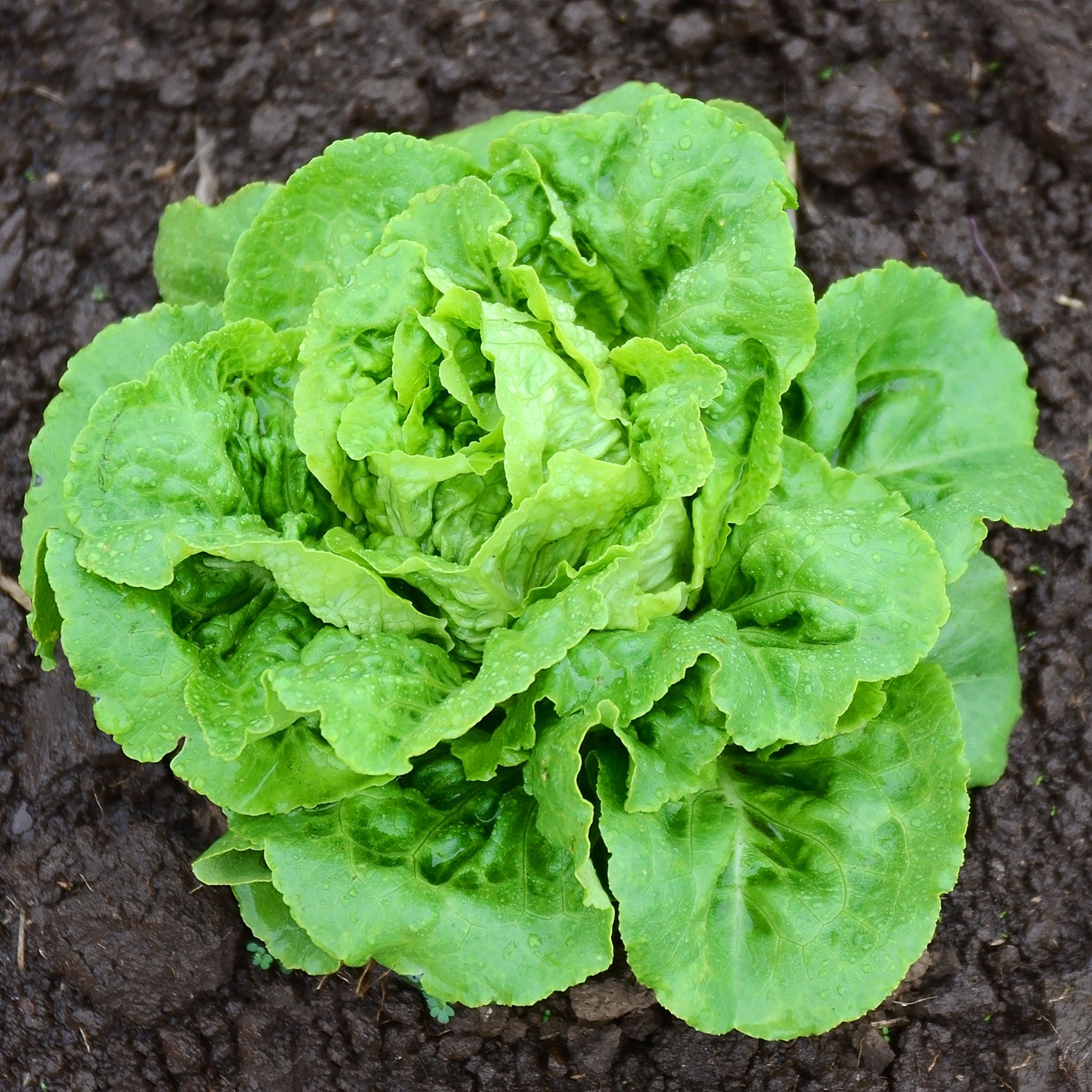 Buttercrunch Lettuce Seed Territorial Seed