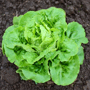 BUTTERCRUNCH-LETTUCE