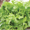 GREEN SALAD BOWL-LETTUCE