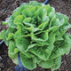 WINTER DENSITY-LETTUCE