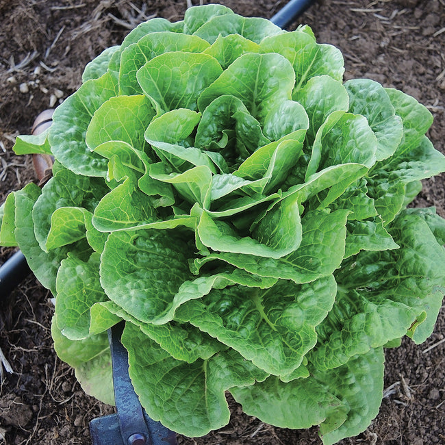WINTER DENSITY-LETTUCE