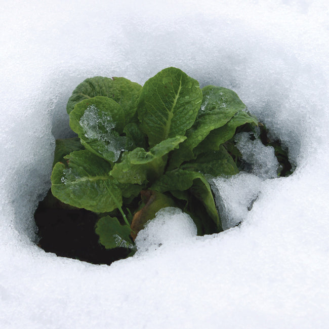 WINTER DENSITY-LETTUCE