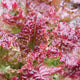 NEW RED FIRE-LETTUCE