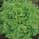 BERGAM'S GREEN-LETTUCE