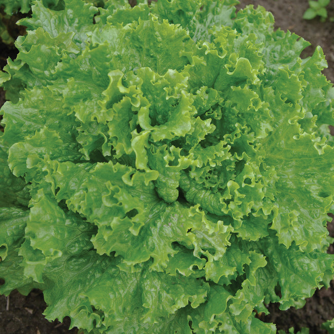 BERGAM'S GREEN-LETTUCE