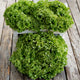 BERGAM'S GREEN-LETTUCE