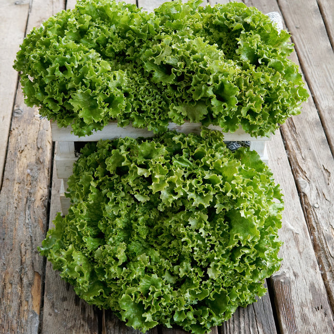 BERGAM'S GREEN-LETTUCE